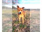 Carolina Dog Mix DOG FOR ADOPTION RGADN-1214165 - Zeus Gorgeous Boy inside and