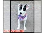 Feist Terrier Mix DOG FOR ADOPTION RGADN-1214171 - Sailor Athetic Funny Goofball
