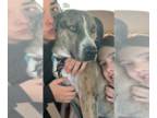 Catahoula Leopard Dog Mix DOG FOR ADOPTION RGADN-1214172 - Max Loves Women