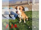 Bullboxer Pit DOG FOR ADOPTION RGADN-1214173 - JR - Pit Bull Terrier / Boxer /