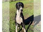Great Dane DOG FOR ADOPTION RGADN-1214174 - Oakley - Great Dane Dog For Adoption