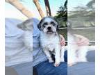 Shih Tzu DOG FOR ADOPTION RGADN-1214182 - Izzy - Shih Tzu Dog For Adoption