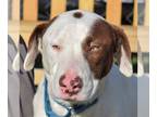 Boxer-Chocolate Labrador retriever Mix DOG FOR ADOPTION RGADN-1214184 - Kyle -