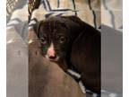 American Pit Bull Terrier Mix DOG FOR ADOPTION RGADN-1214189 - Sam - American