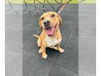 Labrador Retriever Mix DOG FOR ADOPTION RGADN-1214191 - Zaine - Super Boy!