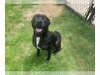 American Pit Bull Terrier Mix DOG FOR ADOPTION RGADN-1214203 - BRODY - American