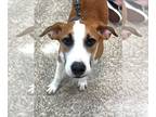 Treeing Walker Coonhound Mix DOG FOR ADOPTION RGADN-1214210 - Walker - Treeing