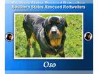 Rottweiler DOG FOR ADOPTION RGADN-1214214 - Oso - Rottweiler (short coat) Dog