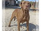 Labrador Retriever Mix DOG FOR ADOPTION RGADN-1214229 - Claudia - Labrador