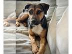 Rottweiler Mix DOG FOR ADOPTION RGADN-1214234 - Dorsey - Rottweiler / Hound /