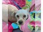 Border Terrier Mix DOG FOR ADOPTION RGADN-1214235 - Rhianna - Border Terrier /