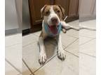 American Pit Bull Terrier Mix DOG FOR ADOPTION RGADN-1214239 - Rosey - American