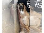 German Shepherd Dog Mix DOG FOR ADOPTION RGADN-1214240 - Violet - German