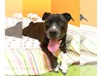 American Pit Bull Terrier Mix DOG FOR ADOPTION RGADN-1214242 - Midnight -