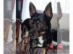 Miniature Pinscher DOG FOR ADOPTION RGADN-1214246 - Bugsy - Miniature Pinscher