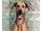 Redbone Coonhound Mix DOG FOR ADOPTION RGADN-1214247 - DARBY - Redbone Coonhound