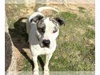 American Staffordshire Terrier Mix DOG FOR ADOPTION RGADN-1214254 - GOOSE -
