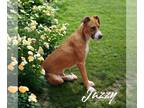 American Pit Bull Terrier-Great Dane Mix DOG FOR ADOPTION RGADN-1214261 - Jazzy