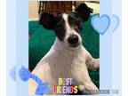 Rat Terrier DOG FOR ADOPTION RGADN-1214263 - Tyreek - Rat Terrier Dog For