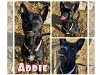 Staffordshire Bull Terrier DOG FOR ADOPTION RGADN-1214264 - Addie -