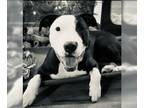 American Pit Bull Terrier Mix DOG FOR ADOPTION RGADN-1214267 - COURTESY POST -
