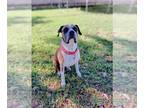 Boxer DOG FOR ADOPTION RGADN-1214271 - Randy - Boxer Dog For Adoption