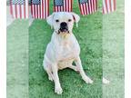 Boxer DOG FOR ADOPTION RGADN-1214272 - Ramona - Boxer Dog For Adoption