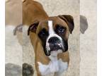 Boxer DOG FOR ADOPTION RGADN-1214275 - Khione - Boxer Dog For Adoption
