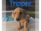 American Pit Bull Terrier Mix DOG FOR ADOPTION RGADN-1214293 - Tripper -