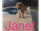 Basset Hound Mix DOG FOR ADOPTION RGADN-1214295 - Janet - Australian Cattle