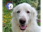 Great Pyrenees DOG FOR ADOPTION RGADN-1214304 - Ziggy - Great Pyrenees (long