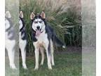 Mix DOG FOR ADOPTION RGADN-1214308 - Calvin - Husky / Siberian Husky Dog For