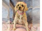 Cavapoo DOG FOR ADOPTION RGADN-1214318 - Dana - Cavalier King Charles Spaniel /