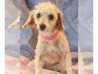 Cavapoo DOG FOR ADOPTION RGADN-1214319 - Angie - Cavalier King Charles Spaniel /