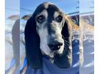 Basset Hound DOG FOR ADOPTION RGADN-1214320 - Skeeter - Basset Hound (medium