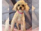 Cavalier King Charles Spaniel DOG FOR ADOPTION RGADN-1214321 - Willow - Cavalier