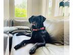 Retriever Mix DOG FOR ADOPTION RGADN-1214322 - Chispita - Black Labrador
