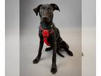 Retriever Mix DOG FOR ADOPTION RGADN-1214322 - Chispita - Black Labrador