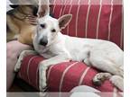 Mix DOG FOR ADOPTION RGADN-1214328 - Roxy - White German Shepherd (long coat)