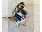 Beagle Mix DOG FOR ADOPTION RGADN-1214336 - Gryffin - Hound / Beagle / Mixed