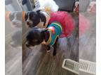 Boston Terrier-Boxer Mix DOG FOR ADOPTION RGADN-1214337 - Luna/Dozer - Boston