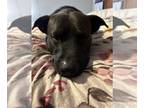 Shepradors DOG FOR ADOPTION RGADN-1214338 - PANTHER -LOVEBUG SAVED LAST MINUTE -