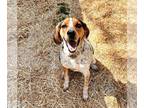 Bluetick Coonhound DOG FOR ADOPTION RGADN-1214342 - Hunter Blue Tick Hound in