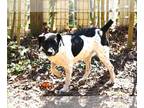 Jack Russell Terrier-Labrador Retriever Mix DOG FOR ADOPTION RGADN-1214344 -