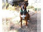 Redbone Coonhound DOG FOR ADOPTION RGADN-1214346 - Cooper lived with Family and