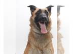 German Shepherd Dog Mix DOG FOR ADOPTION RGADN-1214357 - MILA - German Shepherd