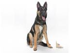 German Shepherd Dog Mix DOG FOR ADOPTION RGADN-1214358 - SASHA - German Shepherd