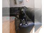 Border Collie Mix DOG FOR ADOPTION RGADN-1214375 - Hoover - Black Labrador