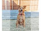 Mix DOG FOR ADOPTION RGADN-1214380 - Lucy - Red Heeler (medium coat) Dog For