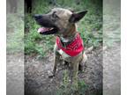 Mix DOG FOR ADOPTION RGADN-1214382 - Ranger - Dutch Shepherd (medium coat) Dog